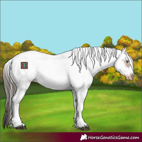 Horse Color:Bay Sabino Frame Appaloosa 