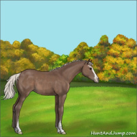 Horse Color:Silver Black Sabino 