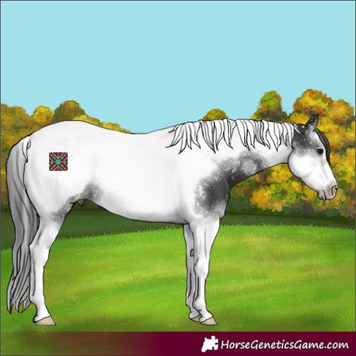 Horse Color:Black Splash Tobiano Frame Appaloosa 