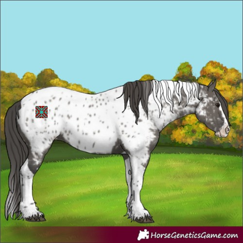 Horse Color:Grullo Splash Tobiano Appaloosa 