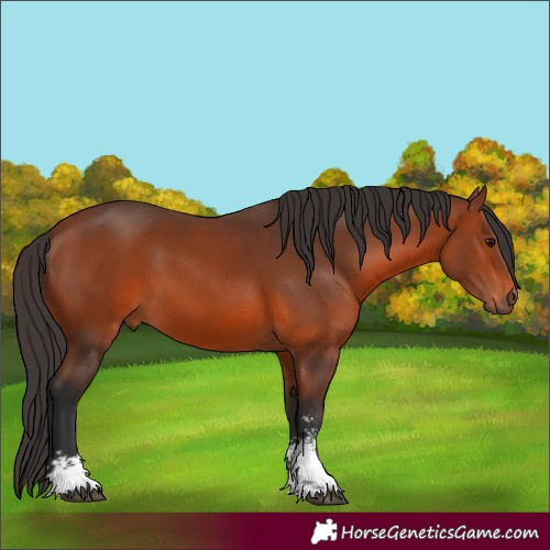 Horse Color:Bay Sabino Rabicano