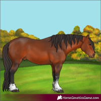 Horse Color:Bay Sabino Rabicano