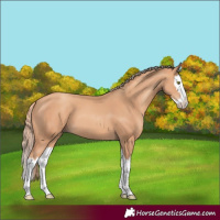 Horse Color:Gold Champagne Splash