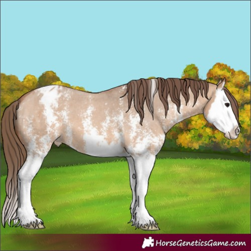 Horse Color:Bay Dun Sabino Splash Appaloosa 
