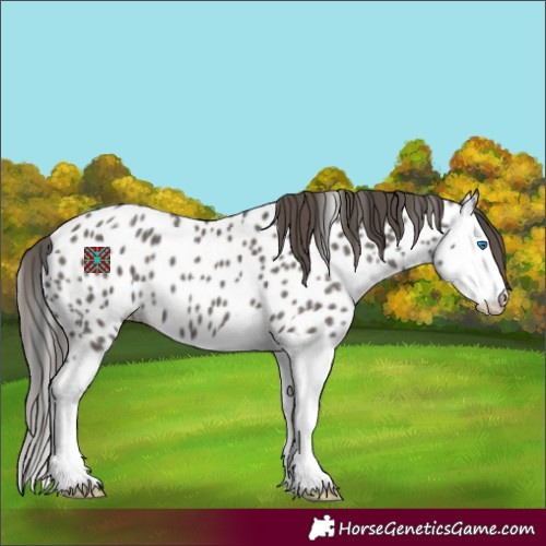 Horse Color:Grullo Splash Appaloosa 