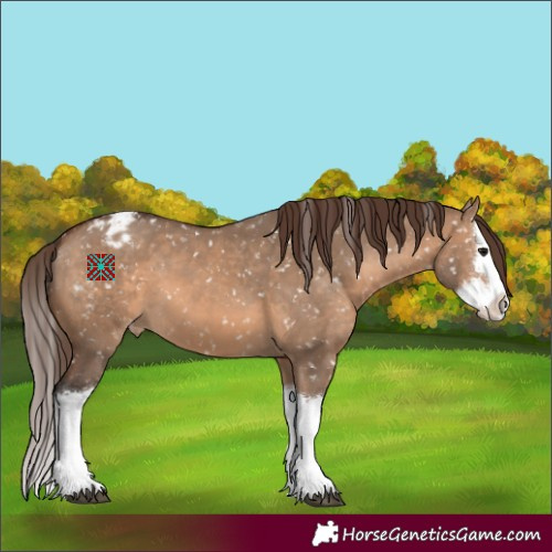 Horse Color:Brown Dun Splash Appaloosa 