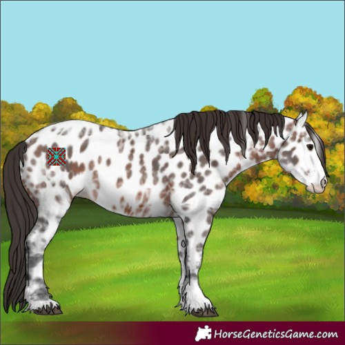 Horse Color:Brown Ice Sabino Appaloosa 