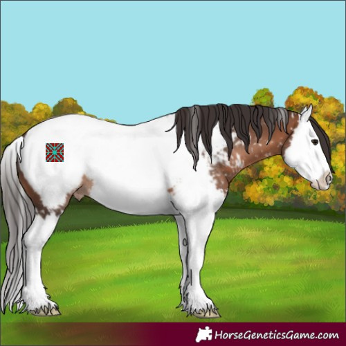 Horse Color:Brown Splash Appaloosa 