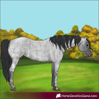 Horse Color:Unknown 