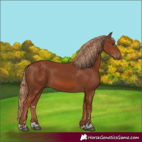 Horse Color:Chestnut 