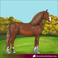 Horse Color:Chestnut 