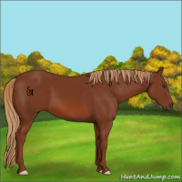Horse Color:Chestnut 