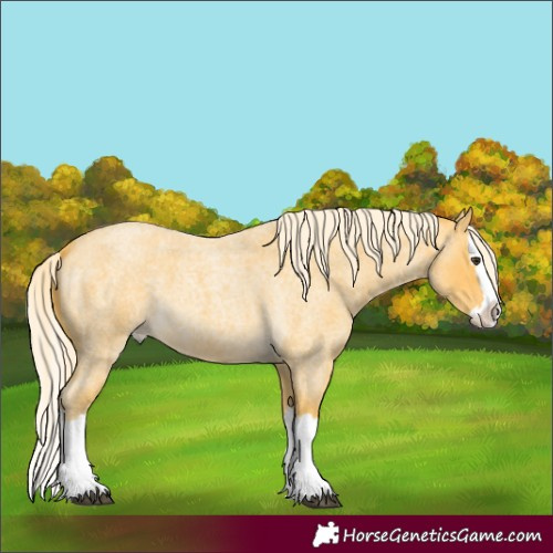 Horse Color:Palomino Roan Splash 