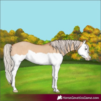 Horse Color:Silver Bay Dun Splash 