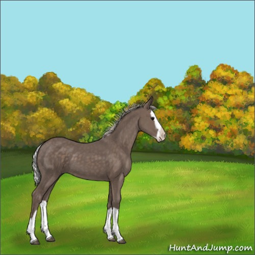 Horse Color:Silver Black Splash 
