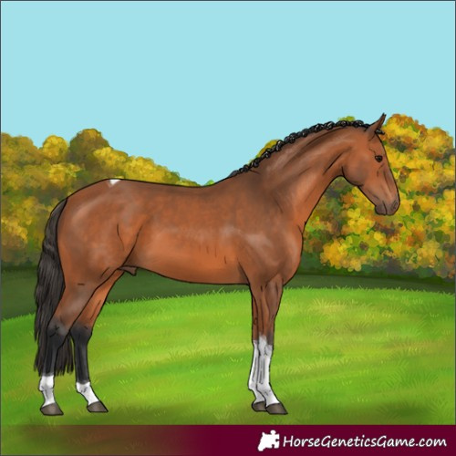 Horse Color:Bay Tobiano 