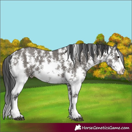 Horse Color:Grullo Sabino Splash 