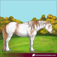 Horse Color:White Spotted Chestnut