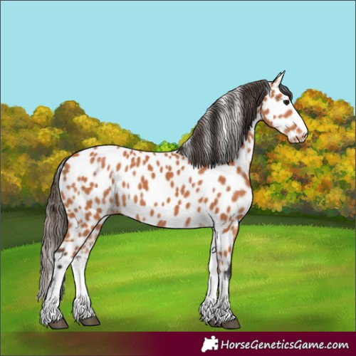 Horse Color:White Spotted Bay Appaloosa 