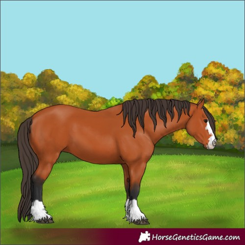 Horse Color:Bay 
