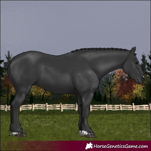 Horse Color:Black 