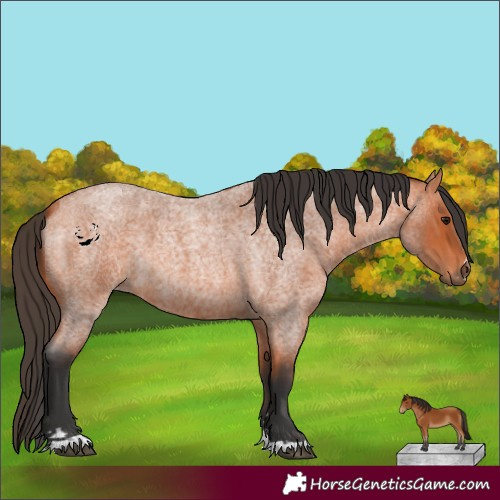 Horse Color:Bay Roan 