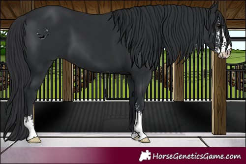 Horse Color:Black Sabino 