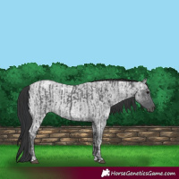 Horse Color:Black Ice  and Blue Ice Roan 