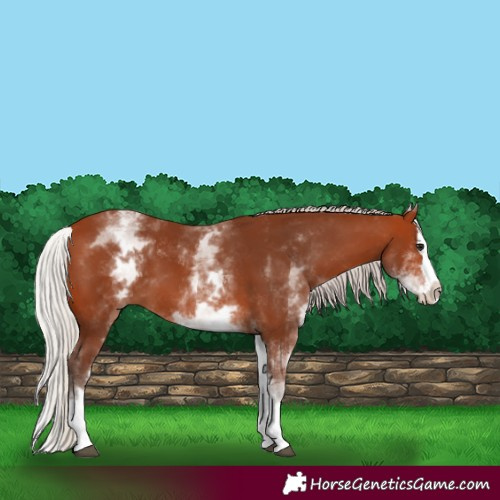 Horse Color:White Spotted Silver Bay Splash 