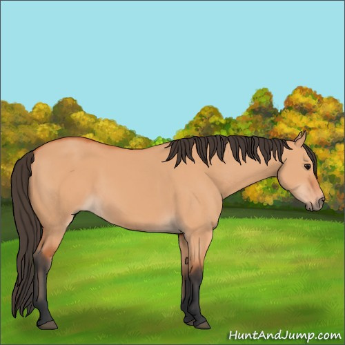Horse Color:Bay Dun 