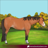 Horse Color:Bay Rabicano 