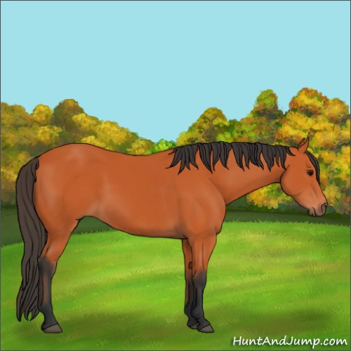 Horse Color:Bay Rabicano