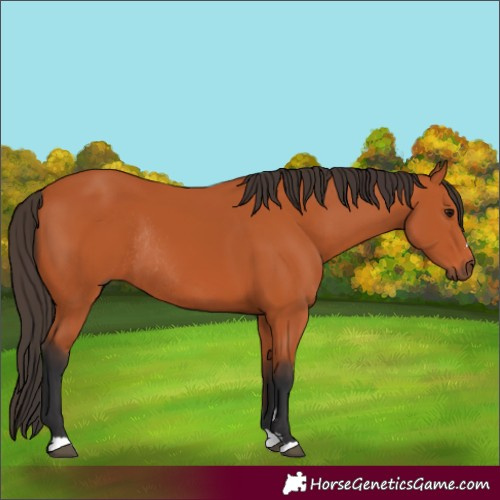 Horse Color:Bay Rabicano 