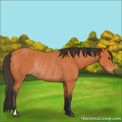 Horse Color:Bay Rabicano 