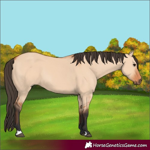 Horse Color:Bay Dun 