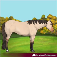 Horse Color:Bay Dun 