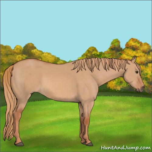 Horse Color:Red Dun 