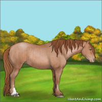 Horse Color:Bay Pearl and Bay Pearl