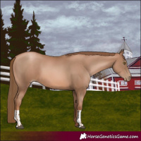 Horse Color:Liver Chestnut Pearl and Liver Chestnut Pearl
