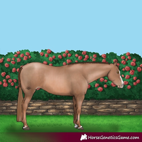 Horse Color:Liver Chestnut Pearl  and Liver Chestnut Pearl Splash 