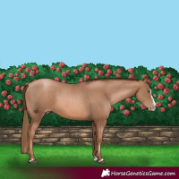 Horse Color:Liver Chestnut Pearl  and Liver Chestnut Pearl Splash 