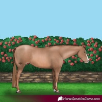 Horse Color:Liver Chestnut Pearl  and Liver Chestnut Pearl Splash 