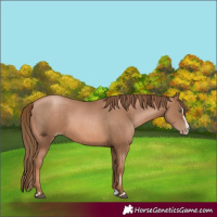 Horse Color:Liver Chestnut Pearl  and Liver Chestnut Pearl Splash 