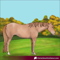 Horse Color:Gold Champagne Rabicano 