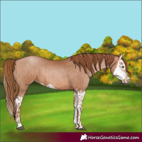 Horse Color:Bay Pearl and Bay Pearl Splash