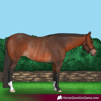Horse Color:Bay Rabicano 