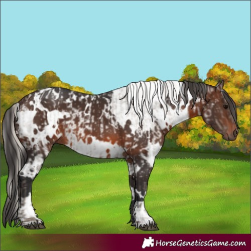 Horse Color:Silver Blue Roan and White Spotted Brown Mushroom
