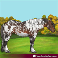 Horse Color:Silver Blue Roan and White Spotted Brown Mushroom