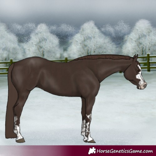 Horse Color:Liver Chestnut  and Liver Chestnut 