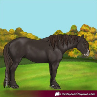 Horse Color:Liver Chestnut  and Liver Chestnut Splash 